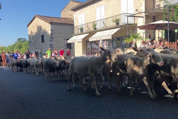 180 brebis ont traversé le village de Montpezat-de-Quercy dans le Tarn-et-Garonne dimanche 4 août pour rejoindre un nouveau lieu de villégiature.