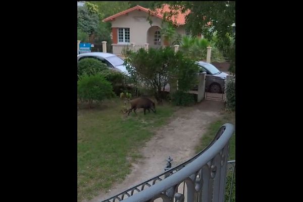 Le sanglier s'est introduit dans le jardin d'une résidence à Arcachon.