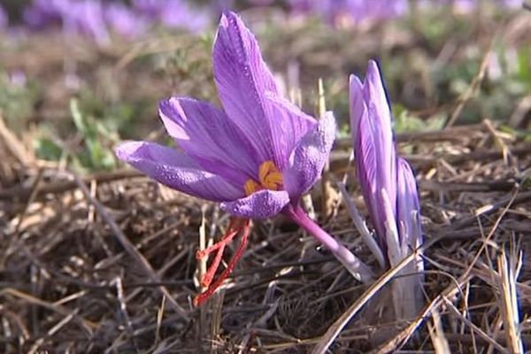 La récolte du safran a débuté à Oms, dans les Pyrénées-Orientales - 1er novembre 2016