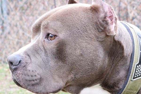 Teebag, un American Bully, a été déposé à la SPA de Strasbourg.