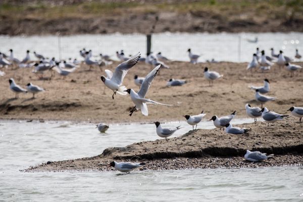 Des oiseaux sauvages (mouettes, foulque, colverts et cygne) retrouvés morts dans une zone publique du marais d'Isle sur la commune de Saint-Quentin (image d'illustration).