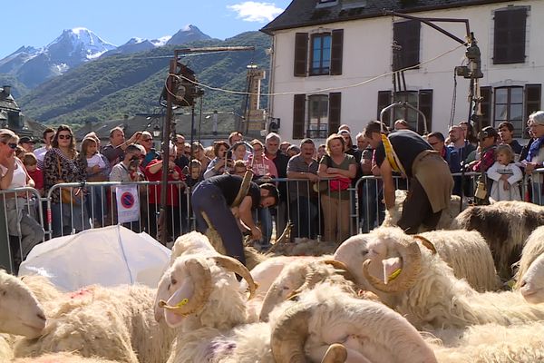 Tonte de brebis à la foire au fromage de Laruns