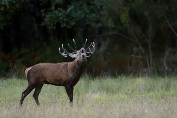 Le brâme du cerf, un moment particulièrement difficile à capter pour un photographe