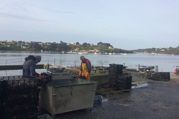 Les huîtres de la production d'Yvon Madec, à Lannilis dans l'Aber Benoît.