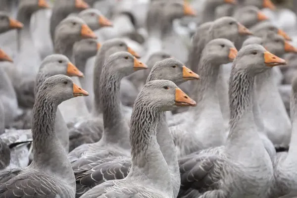 Grippe aviaire : le sud du département du Gers touché par plusieurs foyers