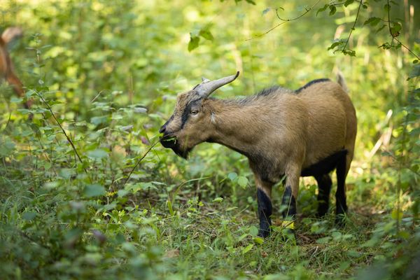 L'abandon des animaux de ferme à l'approche des vacances ne cesse d'augmenter d'année en année