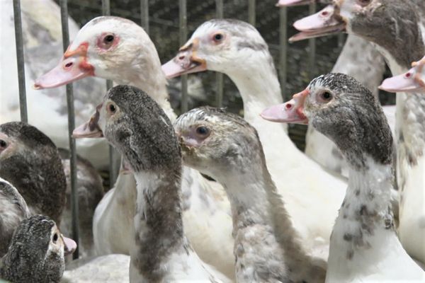 Les producteurs alsaciens pourront produire du foie gras, 6.000 canetons leur ont été livrés