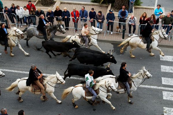 Pas de chevaux dans les rue de Palavas-les-flots cette année pour la féria de la mer, faute de maire.