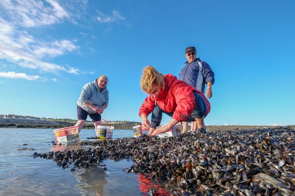 La pêche aux moules n'est pas sans risque. 