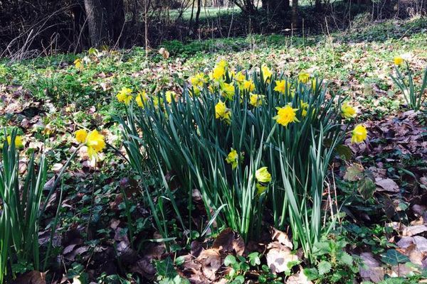 Premières jonquilles de l'année.