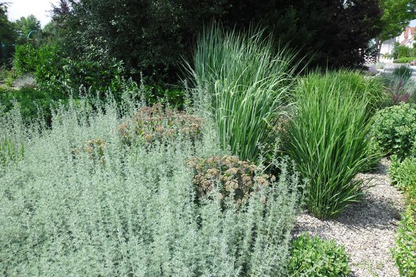 Adaptées au manque de pluie, certaines plantes sont sobres en eau