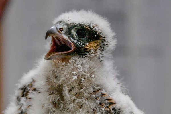 La reproduction des faucons pèlerins entraîne en général la ponte de 3 ou 4 oeufs par couple. A la naissance et durant plusieurs semaines, les bébés possèdent un duvet tout blanc.