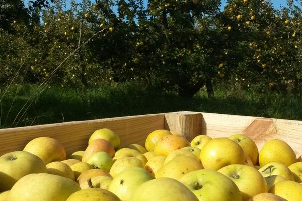 Deux Sevres Les Producteurs De Pommes De Plus En Plus Nombreux A Choisir Le Bio