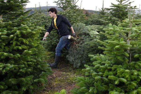 Les forêts de sapin vont pousser dans Nice.