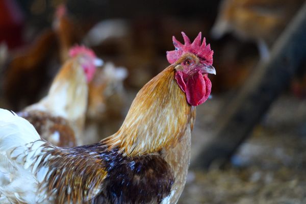 Les départements du Nord et du Pas-de-Calais, toujours menacés par la grippe aviaire, ont annoncé la mise en place de nouvelles zones de contrôle temporaire afin d’endiguer l’épidémie.