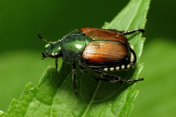 Le scarabée japonais, ou popillia japonica, est reconnaissable à ses touffes de soie blanches autour de l'abdomen.