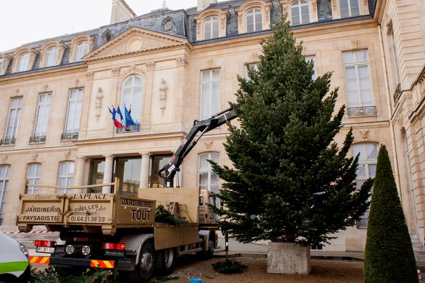 Chaque année, le sapin de Noël de l'Elysée est issu d'une forêt du Morvan ! Ici, un Nordmann de 24 ans et 11 mètres de haut, en 2014