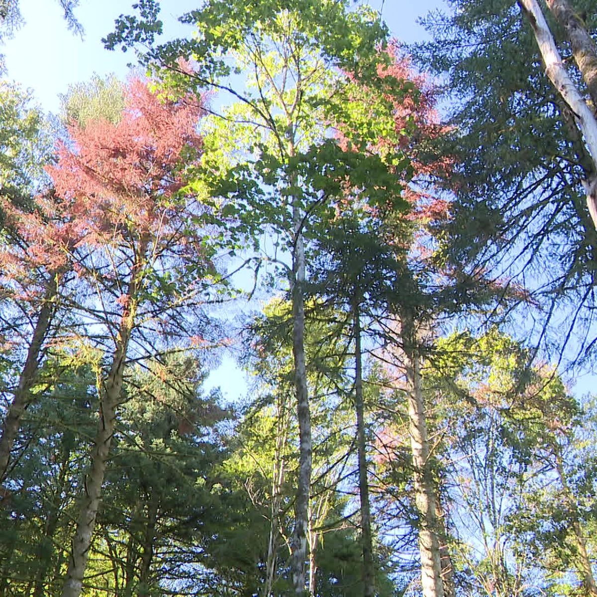 Forêt mixte en hiver