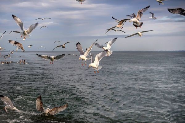 Opération pêche pour les mouettes au large de l'île de Noirmoutier.