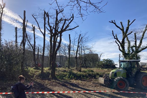 Une centaines d'arbres abattus et une centaine d'autres élagués pour permettre aux hélicoptères de se poser à l'hôpital Laennec, à Nantes