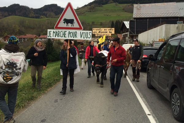 Les manifestants protestent avec le troupeau. 