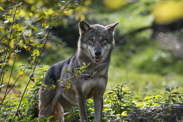 Un loup gris mâle au profil génétique inconnu de la base de données nationale, a été identifié près de Lavaur, dans le Tarn.