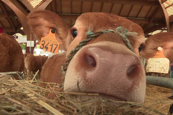 Vache limousine exposée au Festival de Brive-la-Gaillarde.