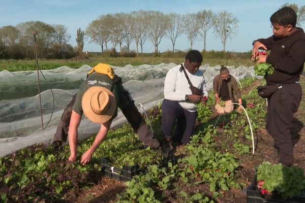 Kassim, Luc, Sidy et leur maître travaillent ensemble dans le champ de radis