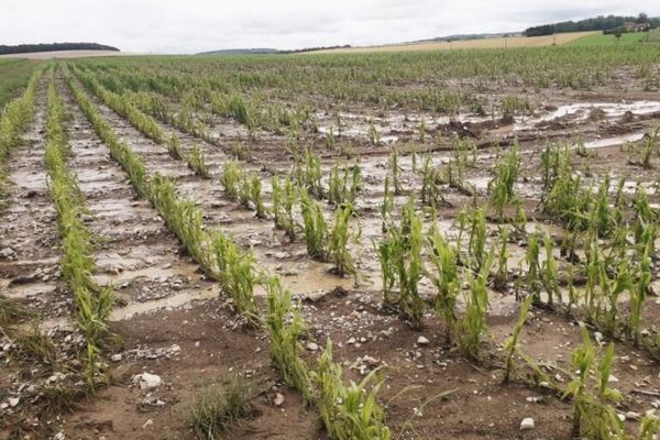 Le récent orage n'a pas épargné les cultures des agriculteurs de la Haute-Marne.