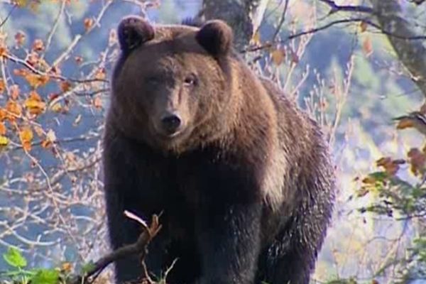 La réintroduction de l'ours ne fait pas l'unanimité sur le massif des Pyrénées.