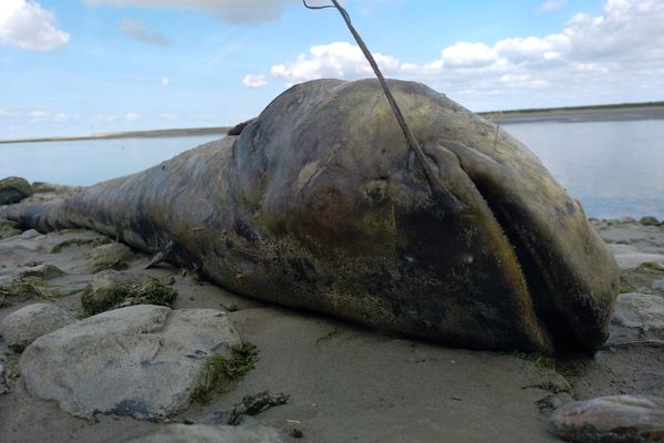 Un silure d'1,80 mètre a été découvert, samedi 14 septembre, sur le rivage de Saint-Valéry-sur-Somme. Il s'est certainement perdu dans les eaux de la Somme et s'est retrouvé dans la mer.