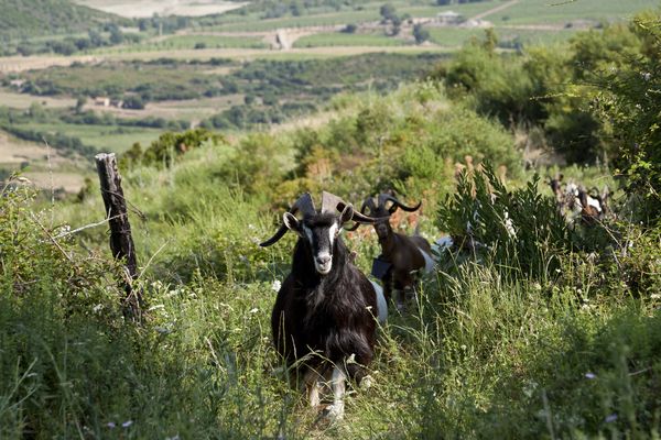 Illustration : des chèvre en Haute-Corse.