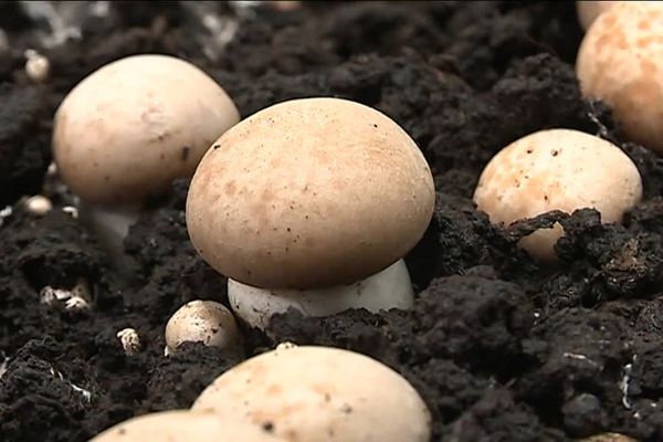 Des champignons de Paris poussent hors-sol dans une entreprise d'insertion à Vireux-Molhain dans les Ardennes. 