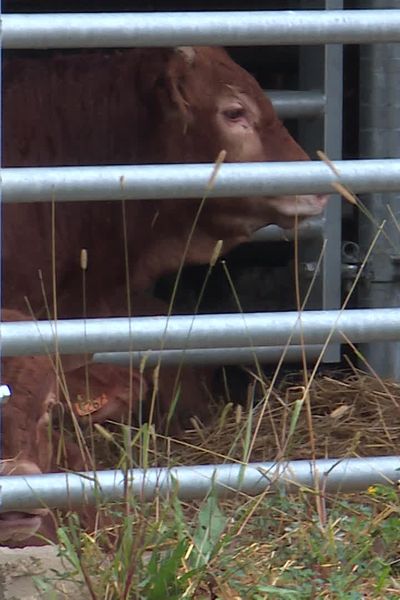 Les premiers bovins ont rejoint les installations de cette ferme controversée