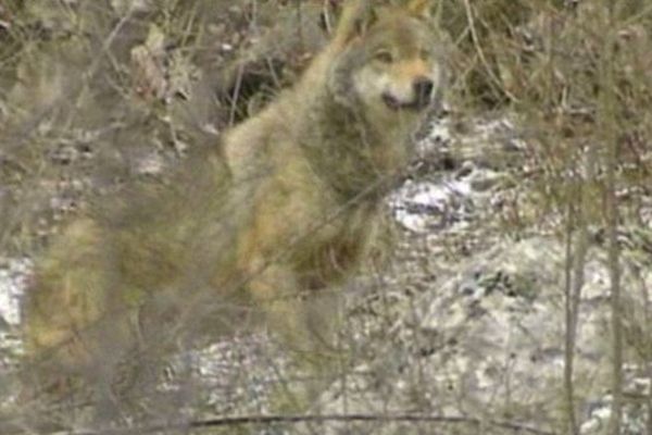 250 loups sont répartis dans 24 départements