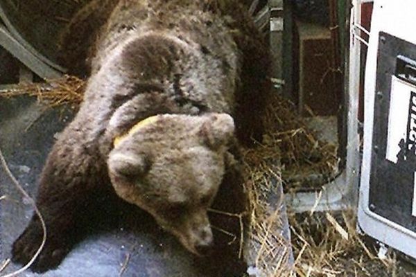 Le 06 juin 1996 dans les Pyrénées, lâcher de Melba, un ours de Slovénie.