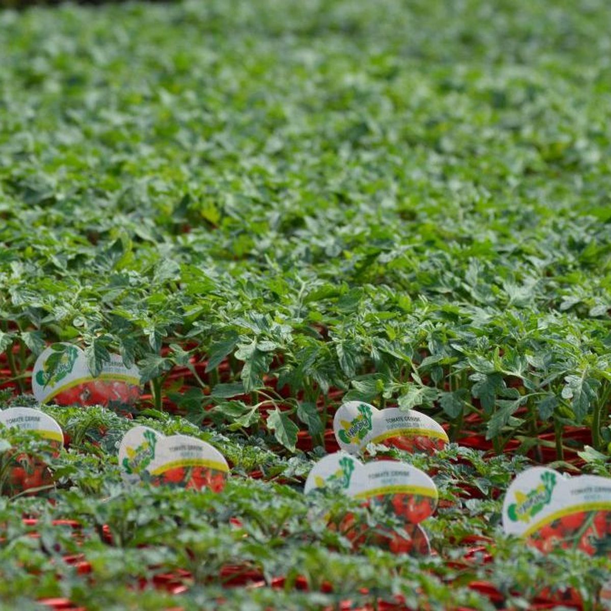 Coronavirus Covid 19 La Vente De Plants Potagers Est Autorisee Les Professionnels Du Puy De Dome Sont Soulages