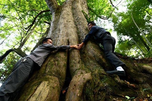 À Cengong des jardiniers "mesurent" le périmètre du plus viel arbre de Chine, un if vieux de 2000 ans