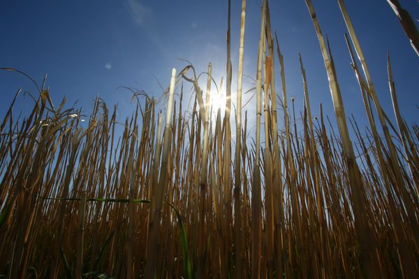 Le miscanthus, une plante qui s'adapte au réchauffement climatique