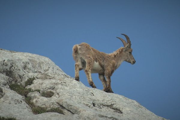 Le bouquetin des Alpes a été réintroduit dans le Vercors à partir de la fin des années 1980