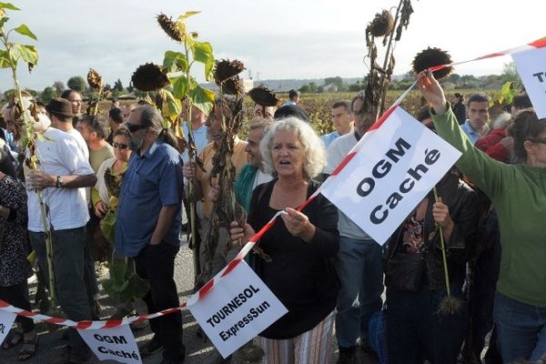 Une centaine de membres du collectif des Faucheurs volontaires manifestent après avoir fauché quelques pieds de tournesol génétiquement modifiés dans un champ situé à Ondes, le 7 septembre 2011. 