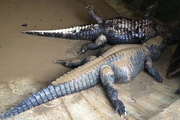 Crocodiles nains femelles morts à la réserve africaine de Sigean après les inondations novembre 2014