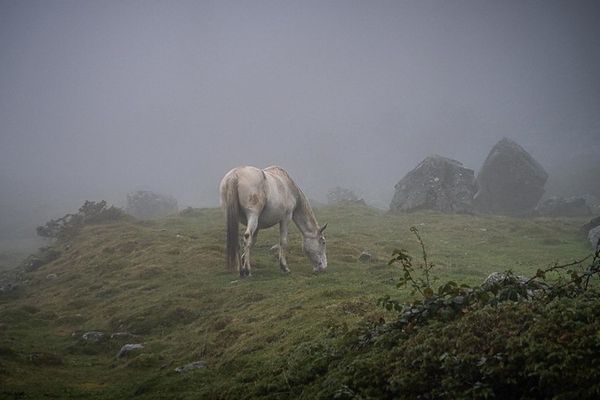 Dans le brouillard