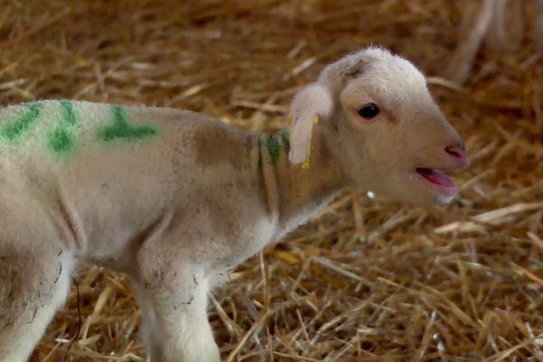 Cinq agneaux en une seule portée, cet élevage de Dordogne vient d'avoir ce beau cadeau pour les fêtes