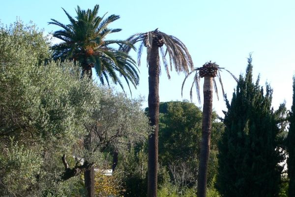 La larve creuse des galerie pour se nourrir dans le tronc de l'arbre.