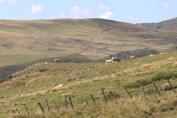 Dans le Cantal, de nombreux éleveurs s'inquiètent de la progression de la maladie du charbon qui frappe surtout les veaux.