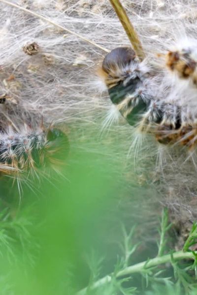 Avec le changement climatique, les cycles de développement des chenilles processionnaires sont perturbés. On peut donc assister au développement de nids à des périodes atypiques.