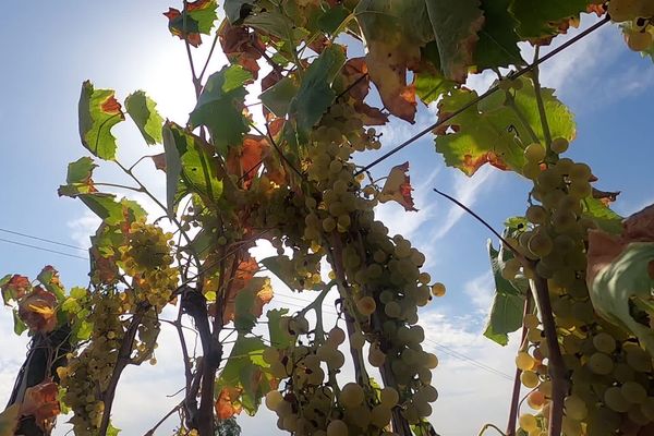 Le stress hydrique menace la vigne