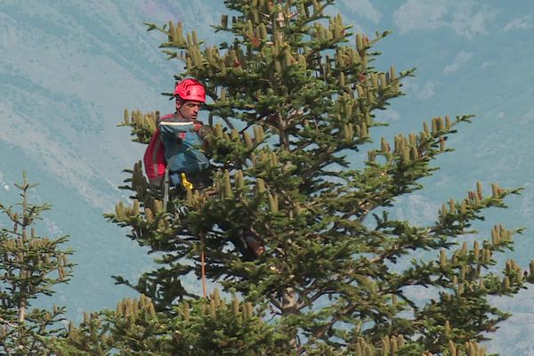 Une cueillette à 1700 mètres d'altitude pour récolter les cônes des sapins sur leurs cimes.