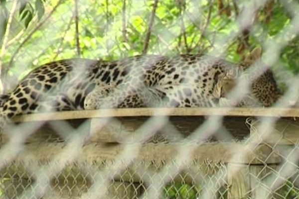 Un des 400 animaux du Zoo du Bouy